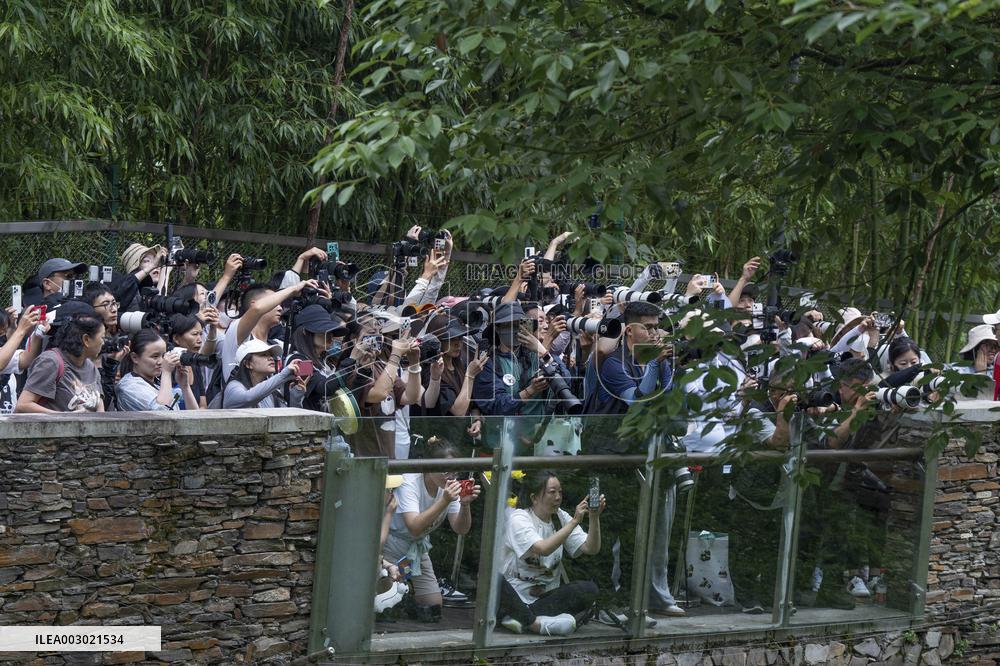 Giant Pandas Enjoy A Birthday Treat - China