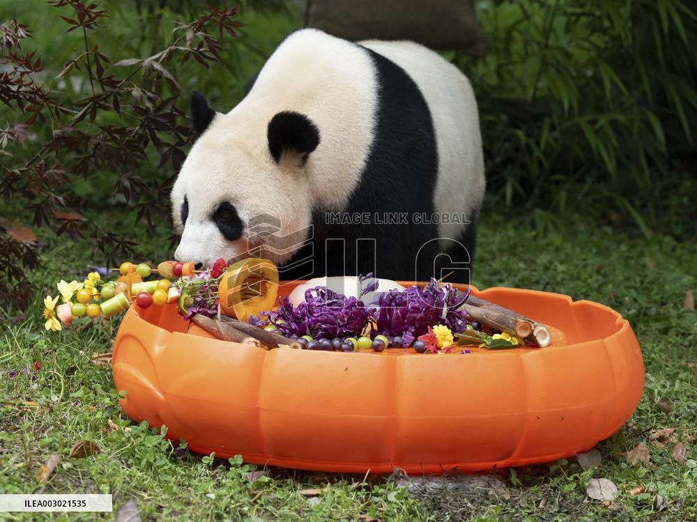 Giant Pandas Enjoy A Birthday Treat - China