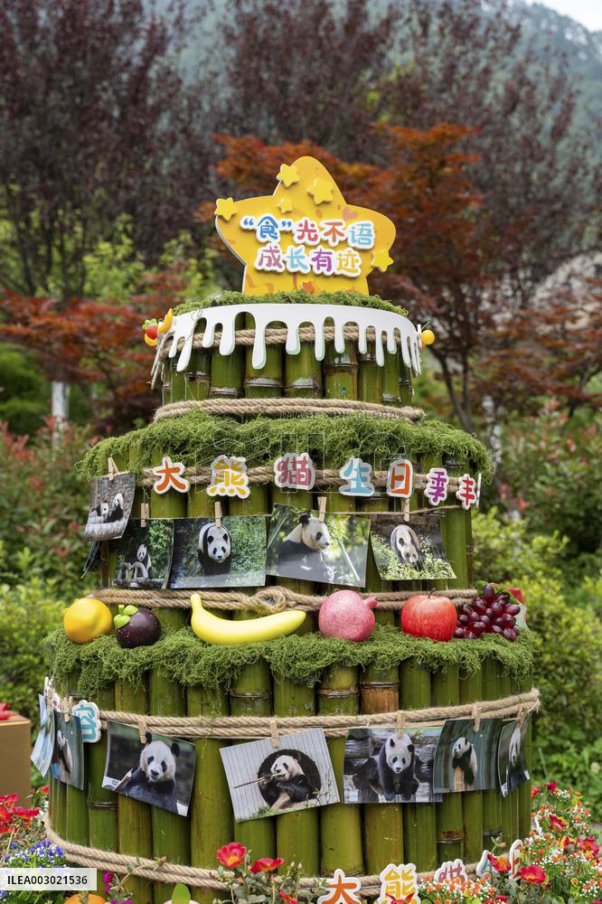 Giant Pandas Enjoy A Birthday Treat - China