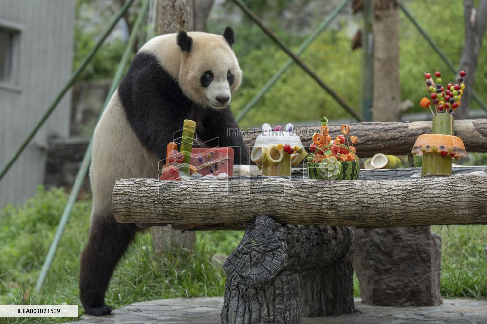 Giant Pandas Enjoy A Birthday Treat - China