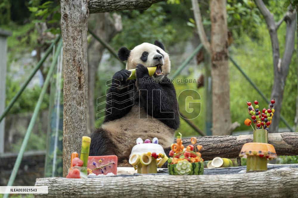 Giant Pandas Enjoy A Birthday Treat - China