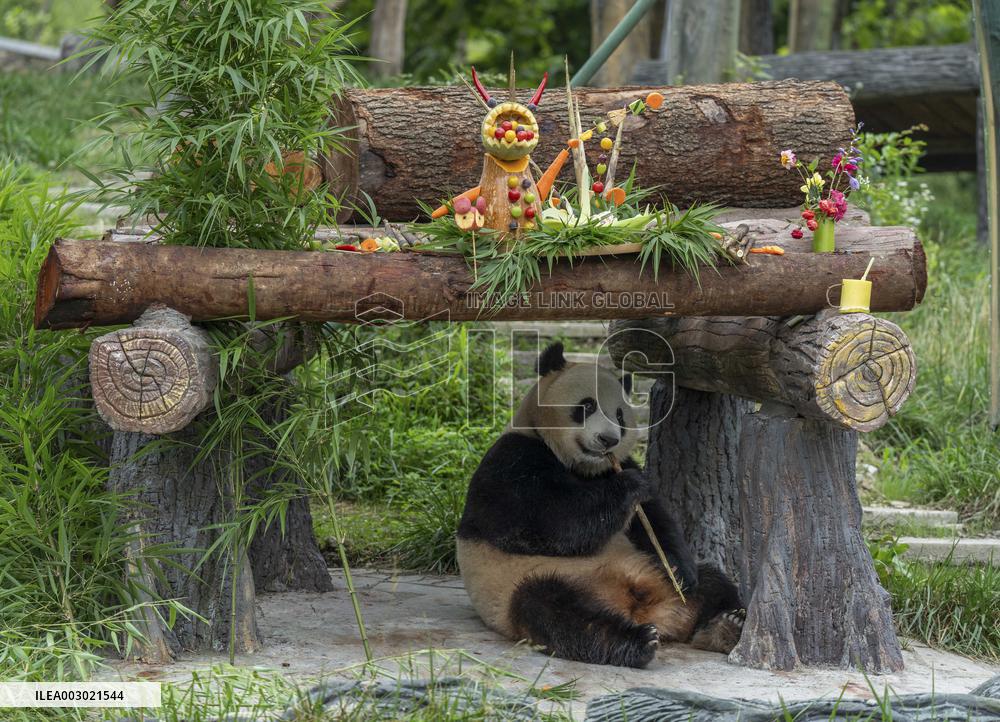 Giant Pandas Enjoy A Birthday Treat - China
