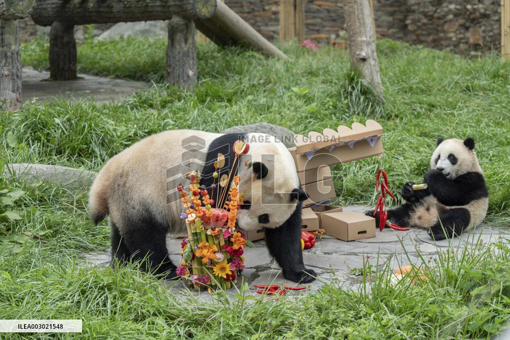Giant Pandas Enjoy A Birthday Treat - China