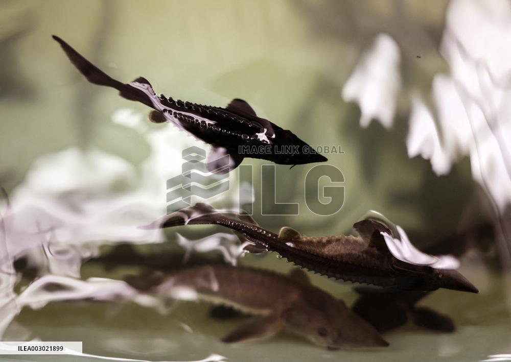 CHINA-CHONGQING-COLD-WATER FISH-BREEDING (CN)