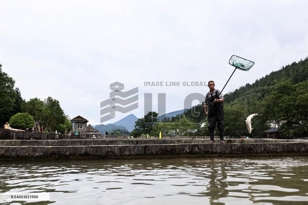 CHINA-CHONGQING-COLD-WATER FISH-BREEDING (CN)