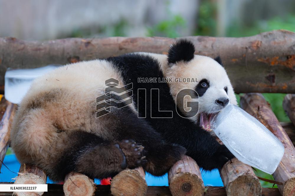 Giant Panda Cools Off in Chongqing Zoo
