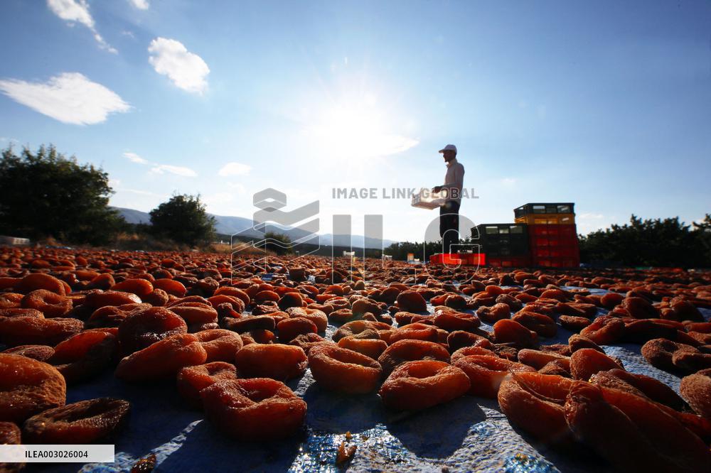 T?RKIYE-MALATYA-APRICOTS