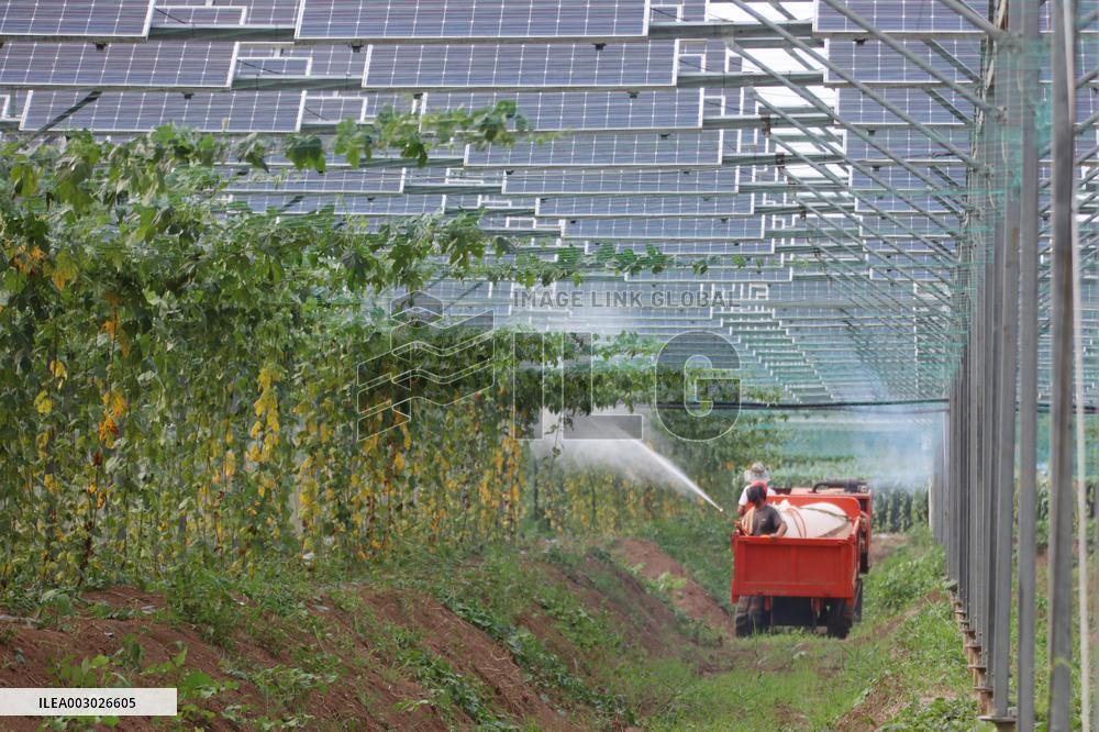 A Photovoltaic Plantation in Lianyungang