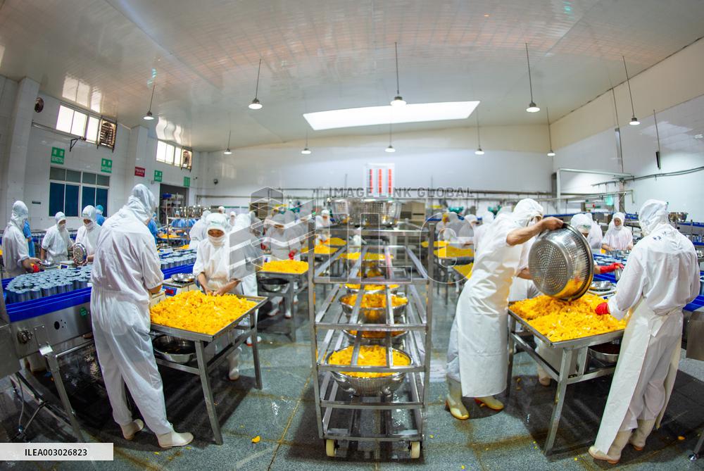 Yellow Peach Processing in Yichang