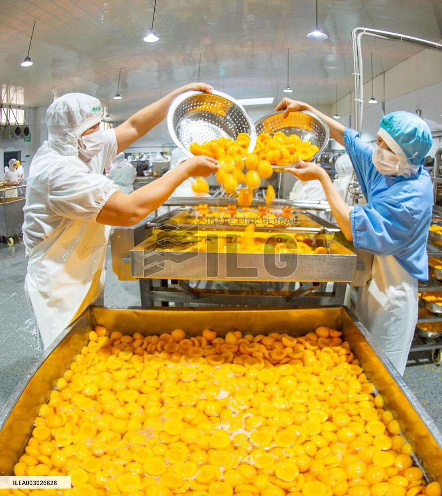 Yellow Peach Processing in Yichang