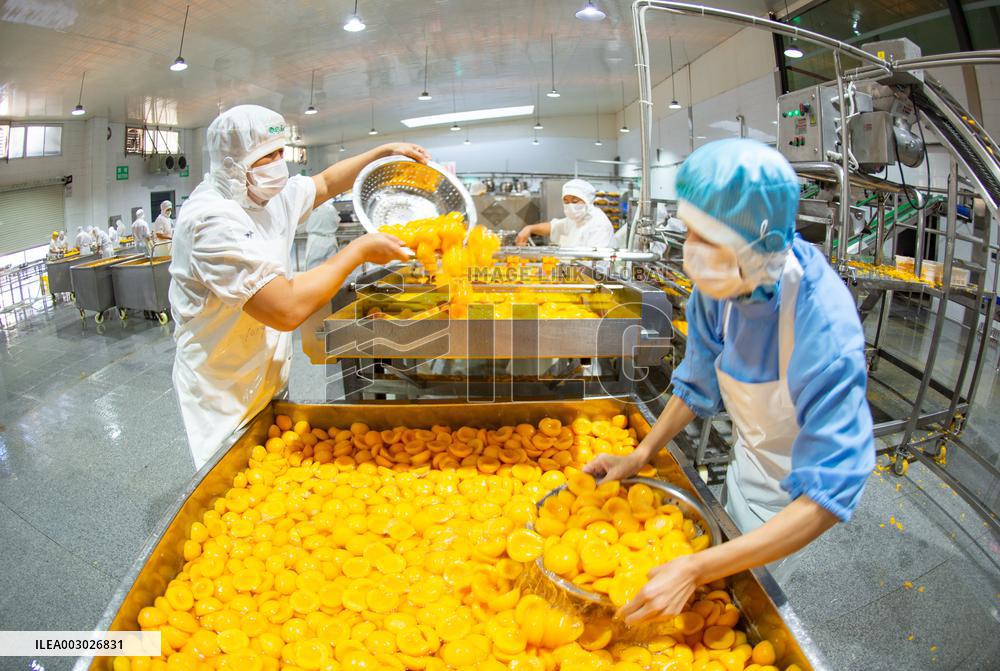 Yellow Peach Processing in Yichang