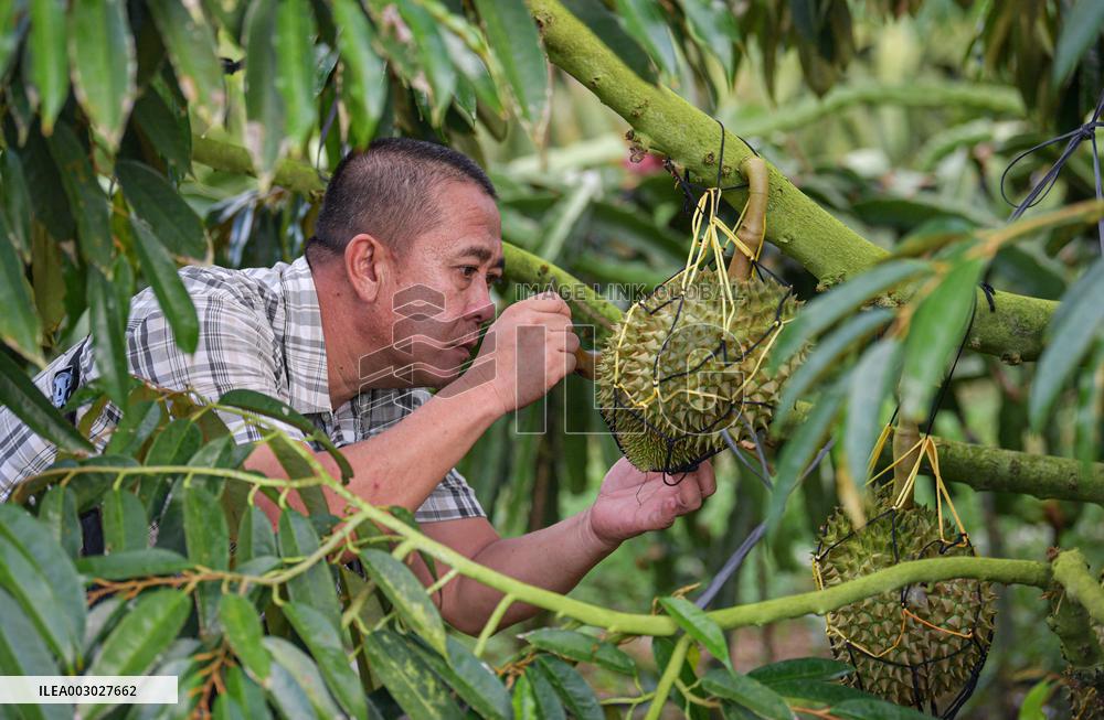 (HainanOutlook)CHINA-HAINAN-SANYA-DURIAN INDUSTRY (CN)