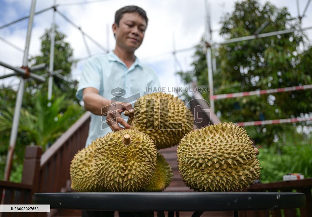 (HainanOutlook)CHINA-HAINAN-SANYA-DURIAN INDUSTRY (CN)