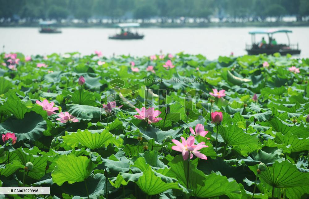 West Lake Lotus