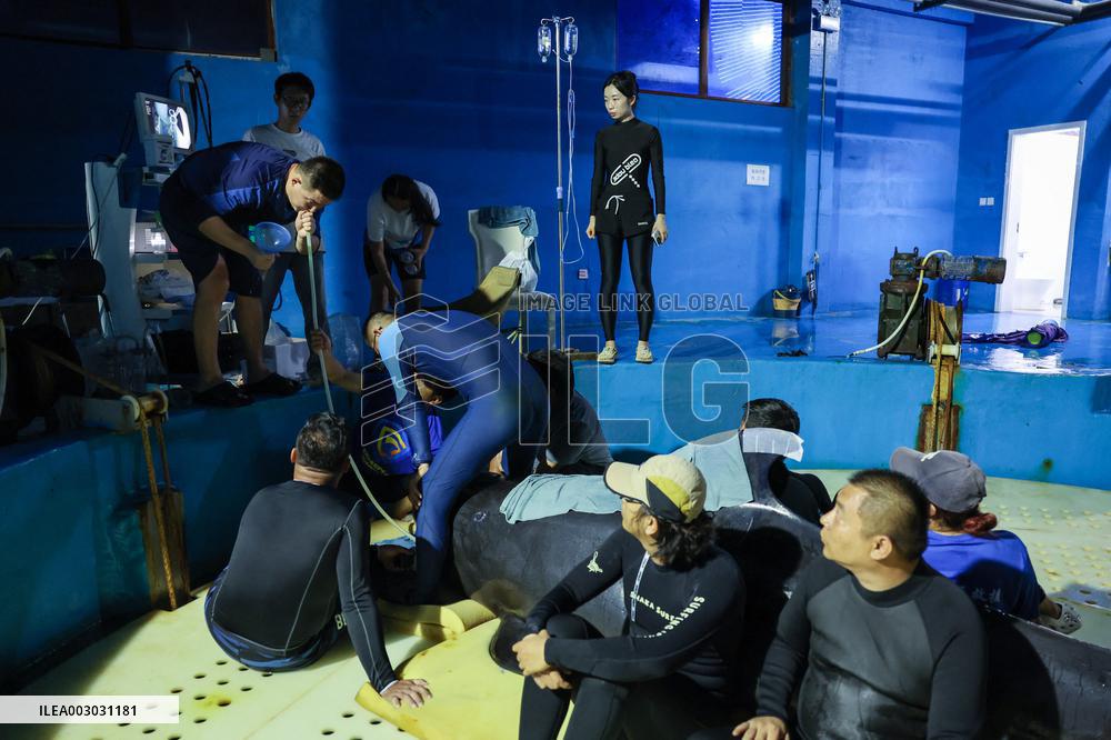 Short-Finned Pilot Whale Recovering - China
