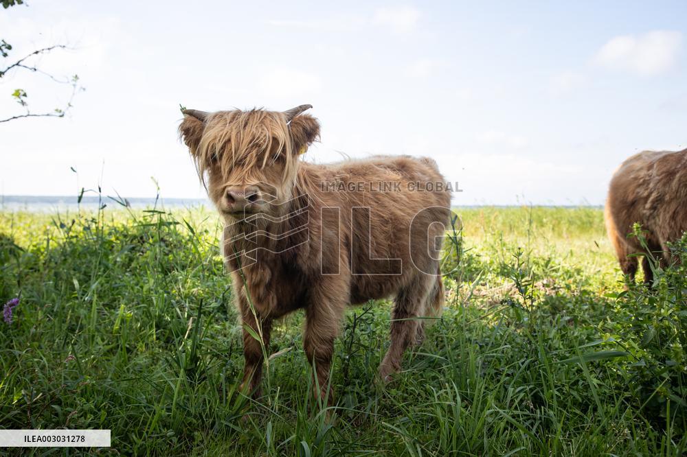 Highland cattle