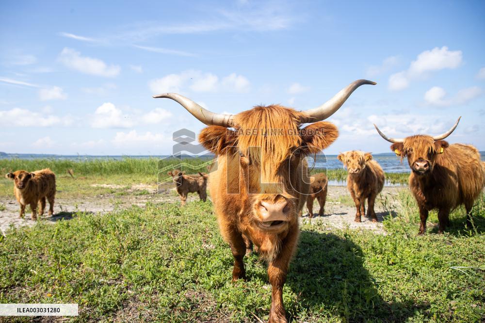 Highland cattle