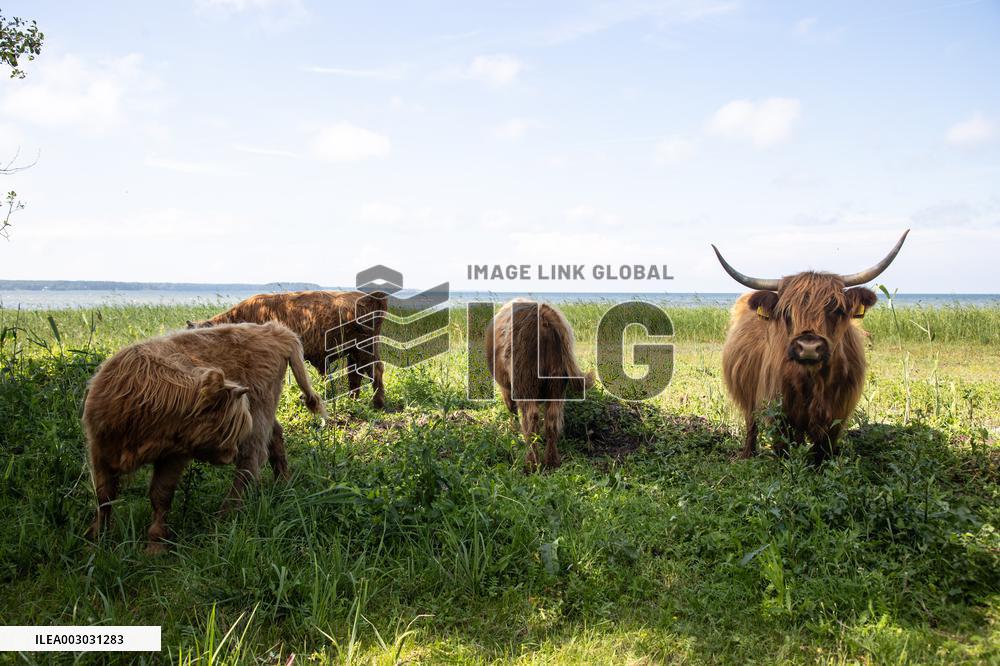 Highland cattle