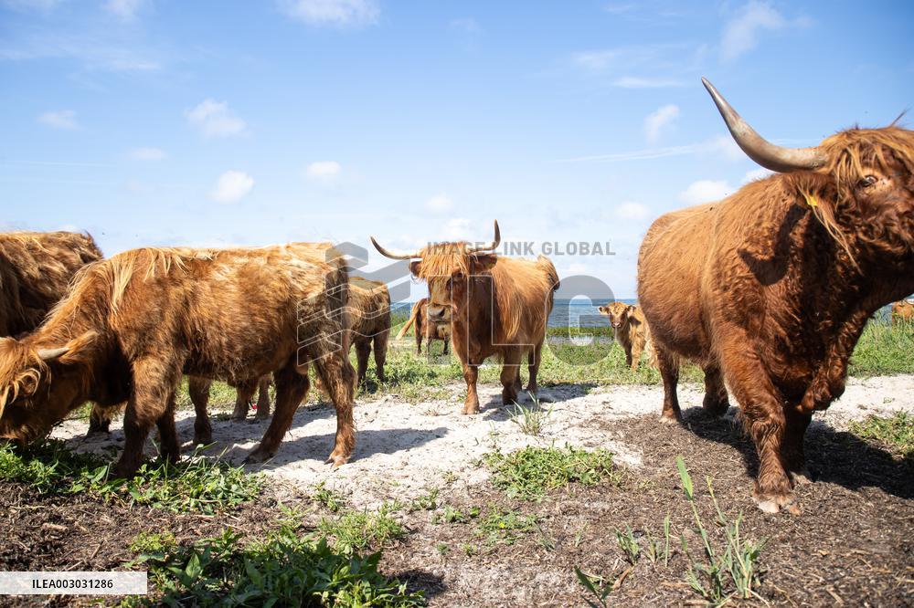Highland cattle