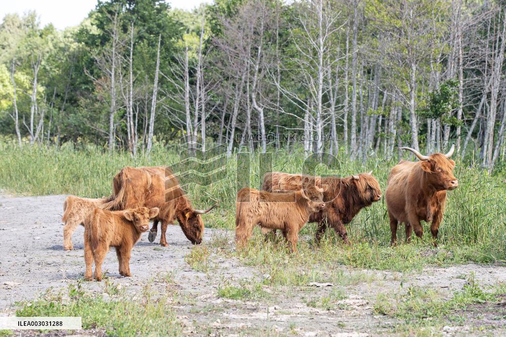 Highland cattle