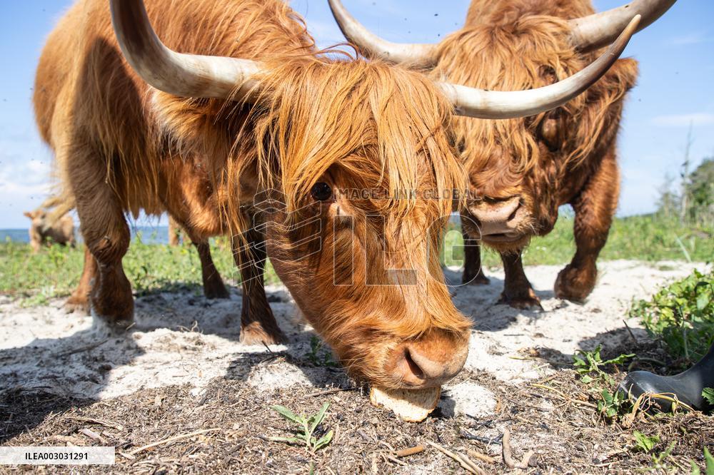 Highland cattle
