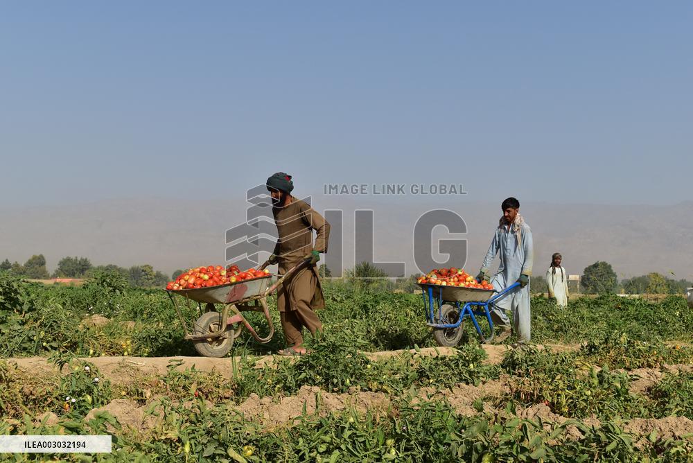 AFGHANISTAN-BAGHLAN-TOMATOES