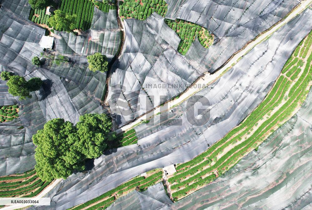 West Lake Longjing Tea Plantation Prevents High Temperatures