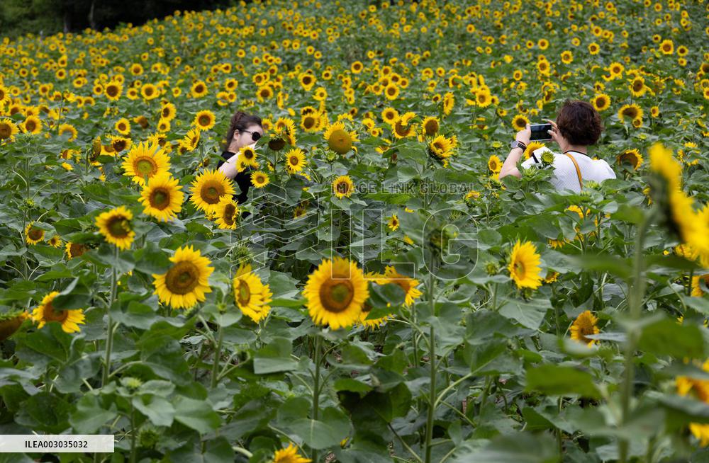 SOUTH KOREA-TAEBAEK-SUNFLOWER FESTIVAL