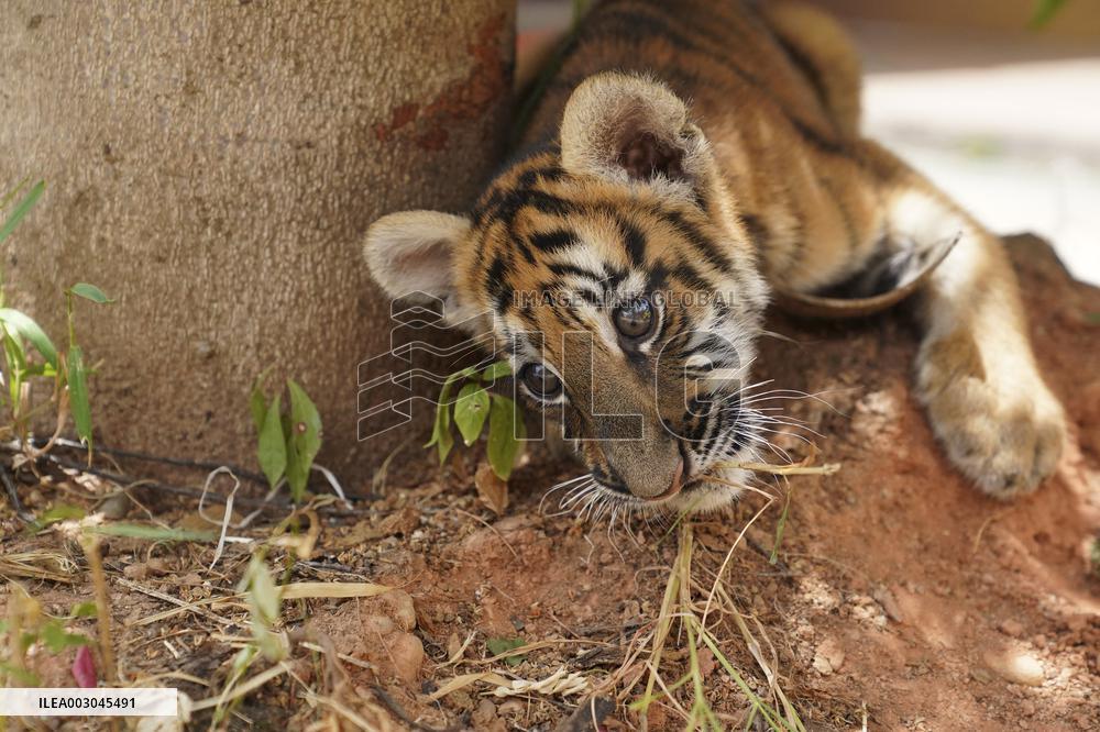 CHINA-JIANGXI-FUZHOU-WILDLIFE ZOO-SIBERIAN TIGERS (CN)