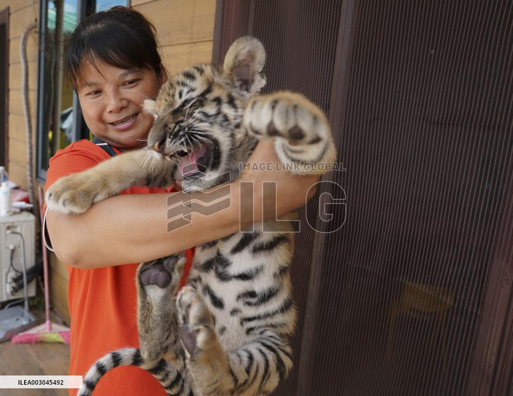 CHINA-JIANGXI-FUZHOU-WILDLIFE ZOO-SIBERIAN TIGERS (CN)