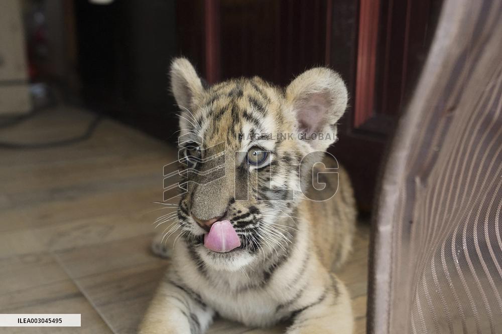 CHINA-JIANGXI-FUZHOU-WILDLIFE ZOO-SIBERIAN TIGERS (CN)