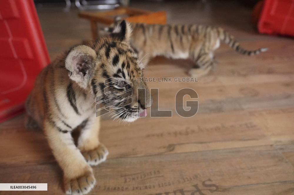 CHINA-JIANGXI-FUZHOU-WILDLIFE ZOO-SIBERIAN TIGERS (CN)