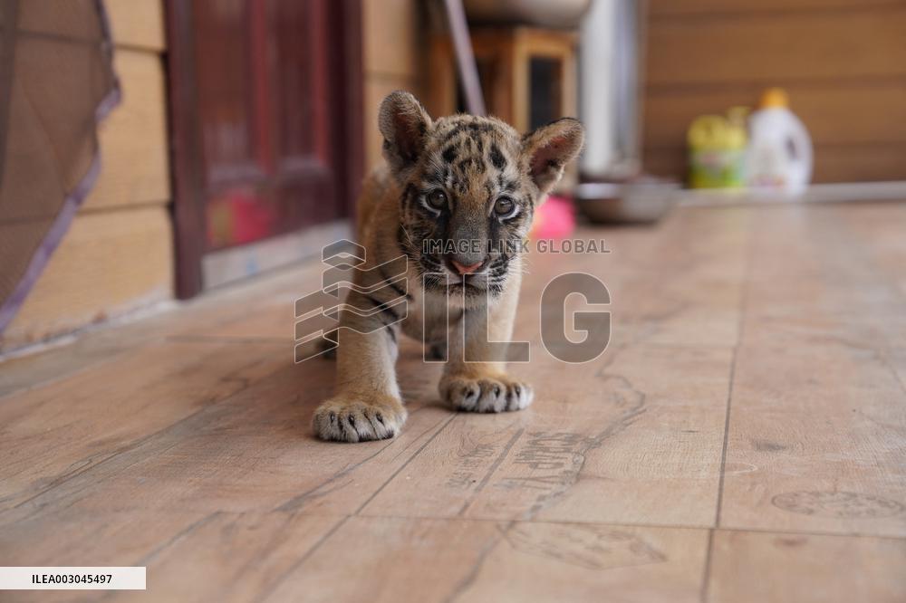 CHINA-JIANGXI-FUZHOU-WILDLIFE ZOO-SIBERIAN TIGERS (CN)