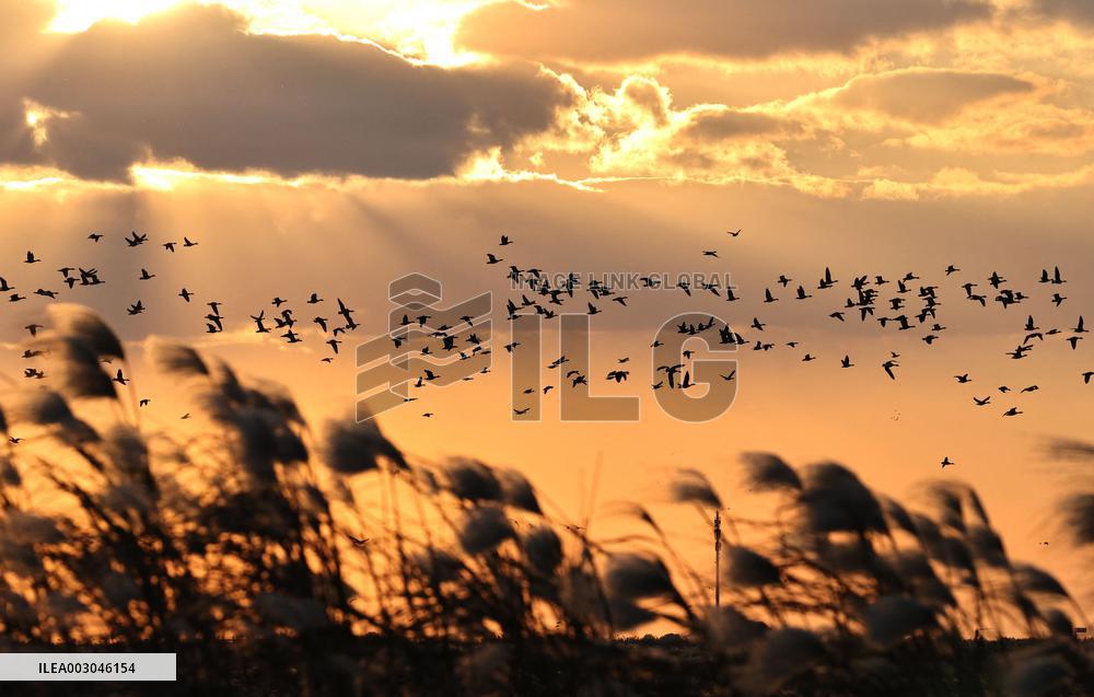 CHINA-MIGRATORY BIRD SANCTUARIES-UNESCO-HERITAGE (CN)