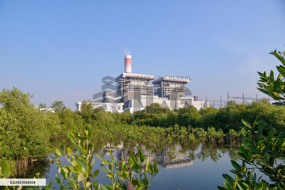 INDONESIA-BANTEN-MANGROVE FOREST-PROTECTION