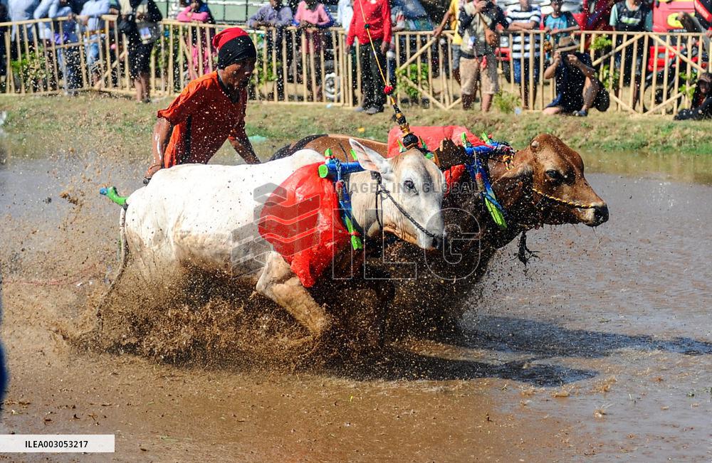 INDONESIA-PROBOLINGGO-BULL RACE