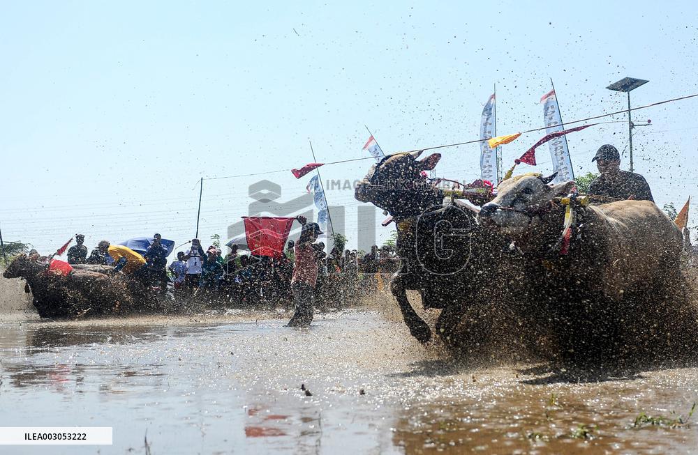 INDONESIA-PROBOLINGGO-BULL RACE