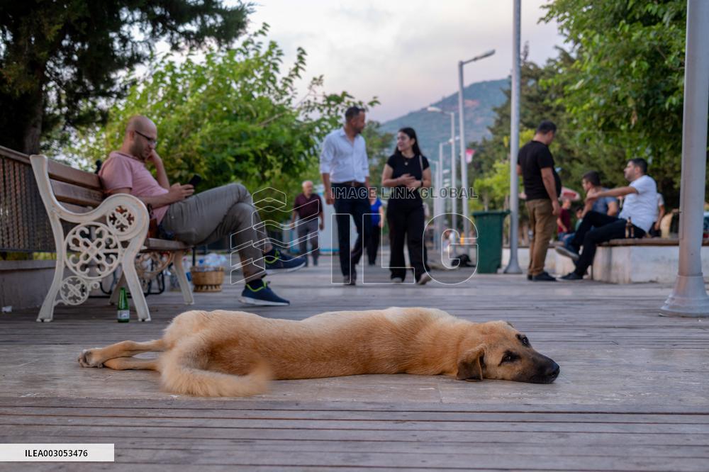 Turkish Parliament Draft Law Stray Dog Population