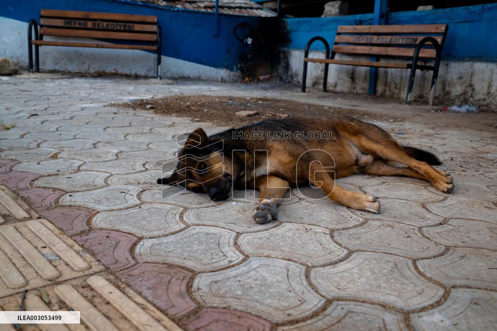 Turkish Parliament Draft Law Stray Dog Population