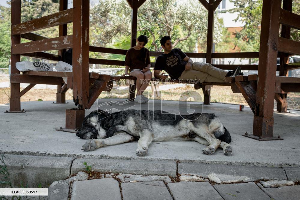 Turkish Parliament Draft Law Stray Dog Population