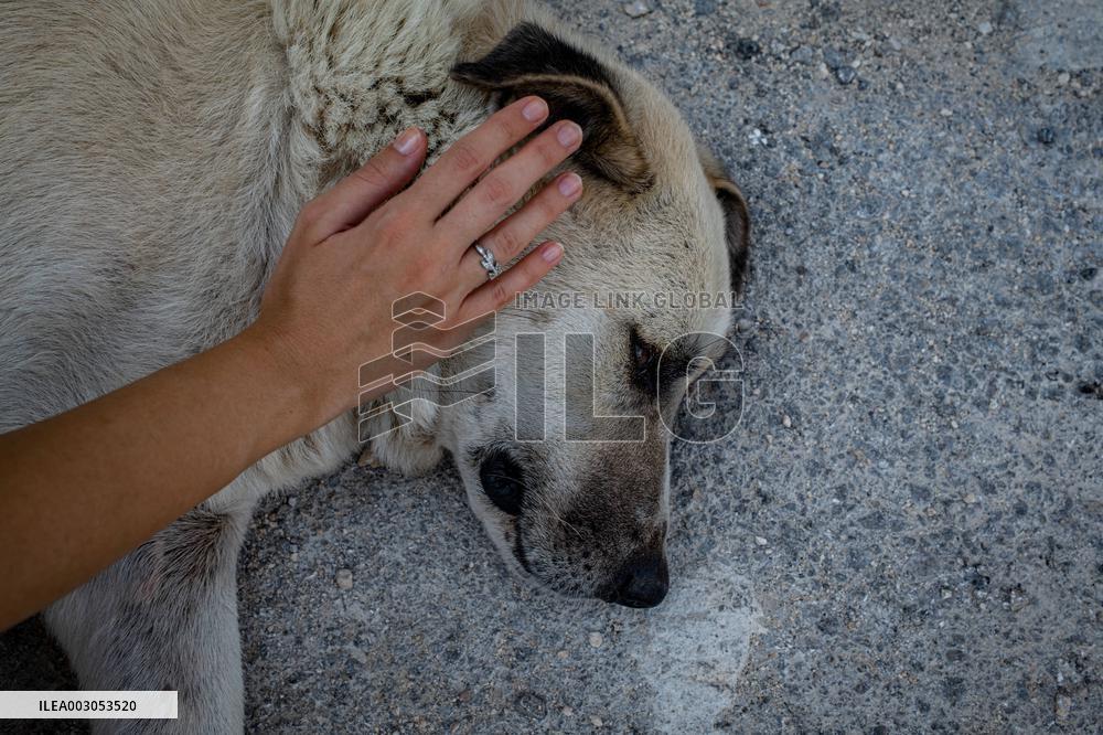 Turkish Parliament Draft Law Stray Dog Population