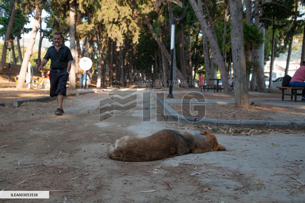 Turkish Parliament Draft Law Stray Dog Population