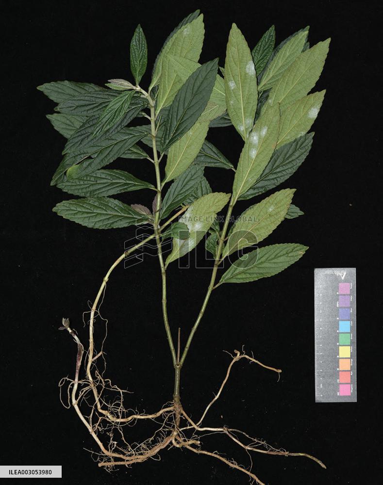 CHINA-GUANGDONG-NEW SPECIES OF PARAPHLOMIS (CN)