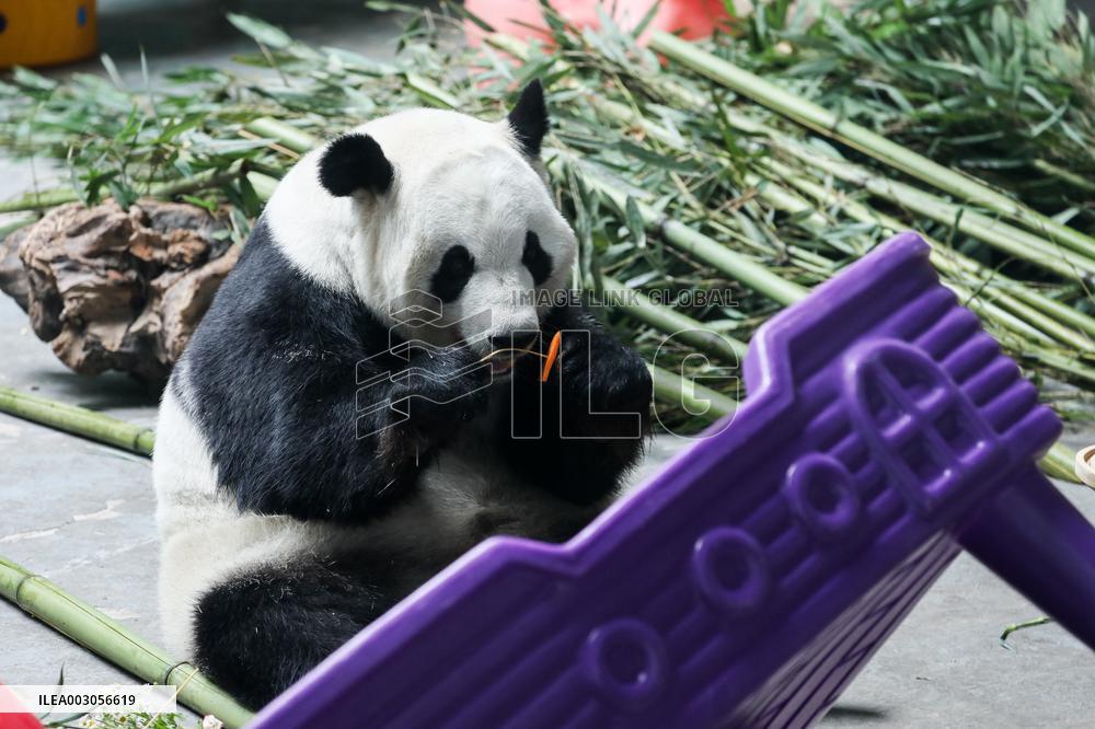CHINA-QINGHAI-XINING-GIANT PANDAS-BIRTHDAY CELEBRATION (CN)