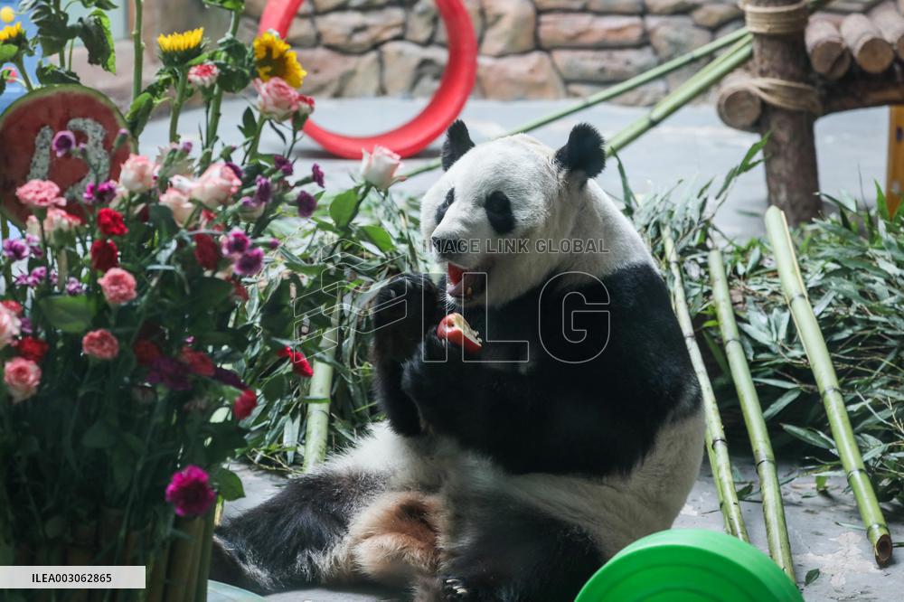 Giant Pandas Birthday - China