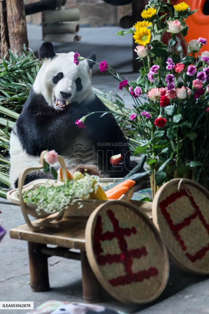 Giant Pandas Birthday - China