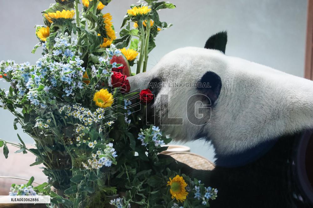 Giant Pandas Birthday - China