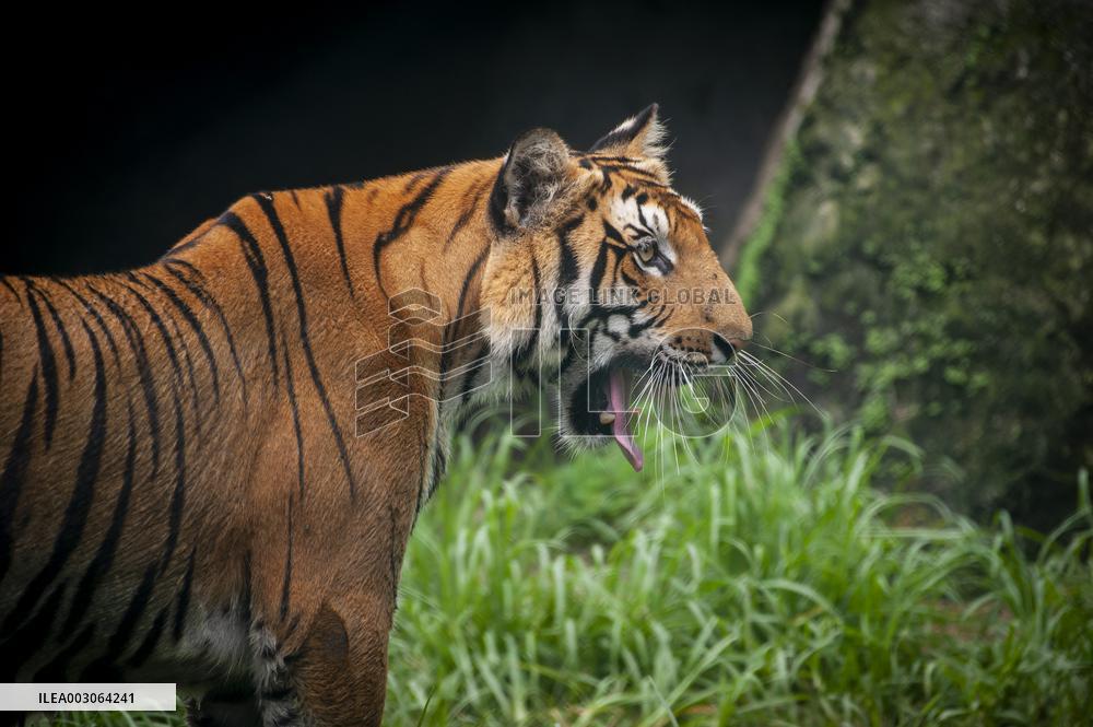 NEPAL-LALITPUR-INTERNATIONAL TIGER DAY