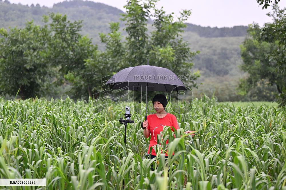 CHINA-SHANXI-CHANGZHI-HOMESTAY OWNER-MILLET FIELDS (CN)