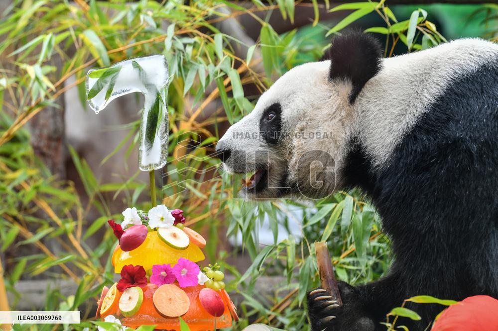RUSSIA-MOSCOW-GIANT PANDA-BIRTHDAY